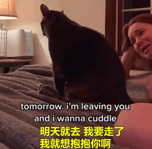 主人开学离开猫哭得撕心裂肺,猫被吵醒后一巴掌:吵死了,赶紧走 主人开学离开猫哭得撕心裂肺,猫被吵醒后一巴掌:吵死了,赶紧走