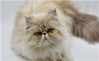 猫咪黄疸怎么治疗