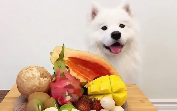 狗狗能吃什么水果