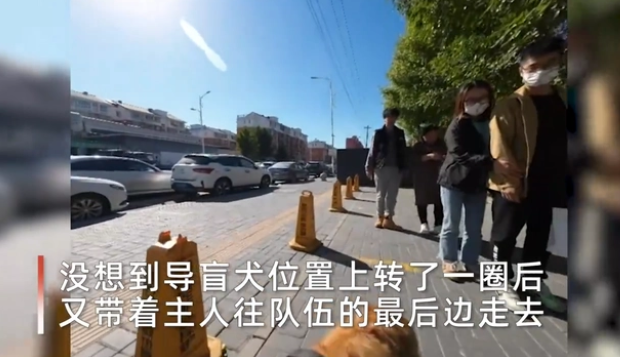 导盲犬带主人做核酸插队后自觉重排：被赞有素质！科普：导盲犬不是宠物