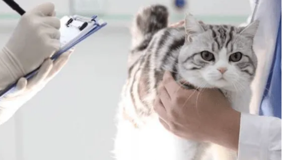 新猫到家是不是必须当天体检？这里有答案！