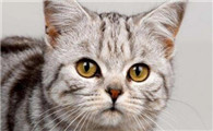 猫咪一直舔主人的手是怎么回事儿