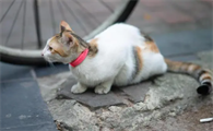猫咪眼睛一直有眼泪怎么办呢