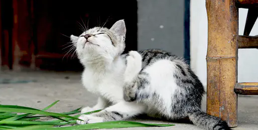 猫咪去跳蚤最简单的方法是什么 猫咪去跳蚤最简单的方法是什么