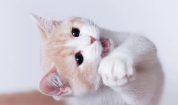 三个月的猫还要喝奶粉吗