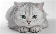银渐层和金吉拉配出来的会是什么品种猫猫？