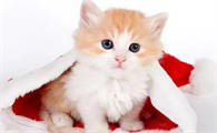 小猫咪身上有跳蚤怎么去除