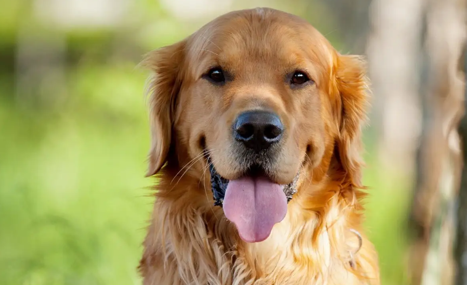 治愈犬有哪几种?有必要了解一下 治愈犬有哪几种?有必要了解一下