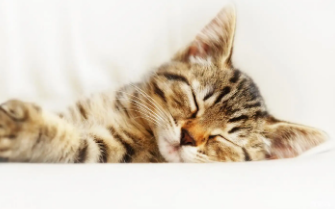 猫粪检能检查出什么病 猫粪检能检查出什么病