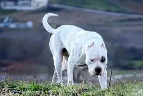 杜高犬从小就很凶吗,不懂的小伙伴快来瞄一眼 杜高犬从小就很凶吗,不懂的小伙伴快来瞄一眼