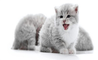 猫发出低沉的呜呜声什么原因
