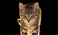猫中毒了有什么症状表现