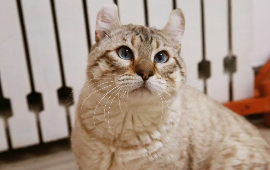 猫膀胱结石怎么办