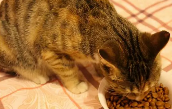 猫吃完就吐是怎么回事精神不好 猫吃完就吐是怎么回事精神不好