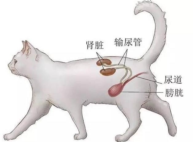 猫尿闭是什么原因引起的吃什么药 猫尿闭是什么原因引起的吃什么药