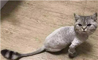 把猫毛剃光会对猫有不良影响吗