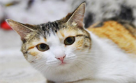 猫的耳朵好烫是怎么回事