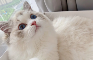 猫咪为什么会呕吐 猫咪为什么会呕吐