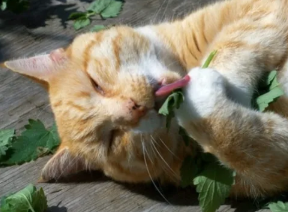 帮助猫猫促进肠胃蠕动的植物有哪些