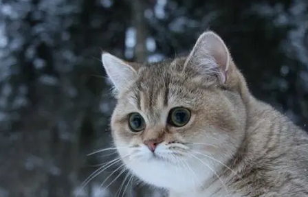 去除猫身上虱子的最好的药是哪一种