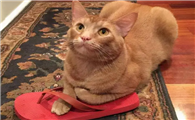 猫猫应激怎么处理