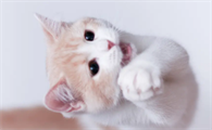 小猫感冒了怎么办