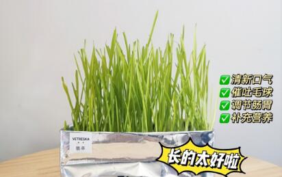 未卡猫草怎么种