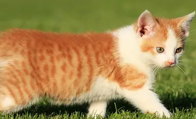 猫咪身上跳蚤怎么彻底消灭