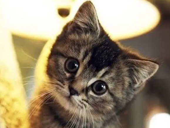 刚出生的小猫嗜睡不吃奶什么原因 刚出生的小猫嗜睡不吃奶什么原因