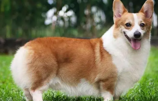 柯基犬能吃山竹吗