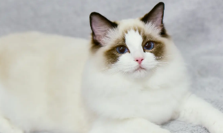 布偶猫尴尬期在几个月