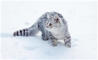 猫吃什么吐什么是什么原因引起的