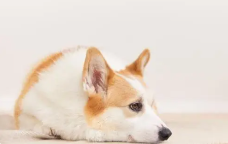 狗狗身上有蜱虫怎么去掉