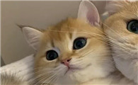 猫咪一天打五六个喷嚏正常吗