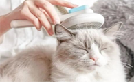 猫体外驱虫之后虫子会在哪里