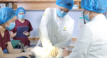 狗翻肠子什么症状,吃什么药最好呢