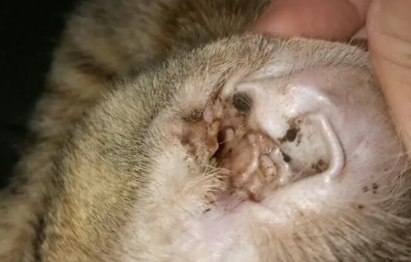 小猫咪有耳螨怎么办用什么药 小猫咪有耳螨怎么办用什么药