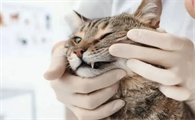猫咪口臭吃什么维生素