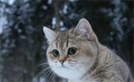 猫咪体外驱虫后吐白沫怎么办啊