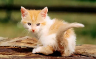 猫毛上面有黑色的小点点是什么原因