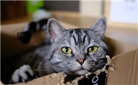 猫为什么会乱撒尿呢