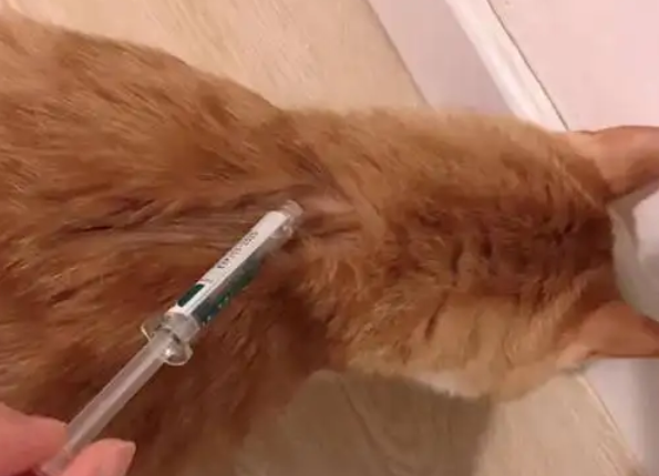 猫驱虫几天不吃东西可以吗