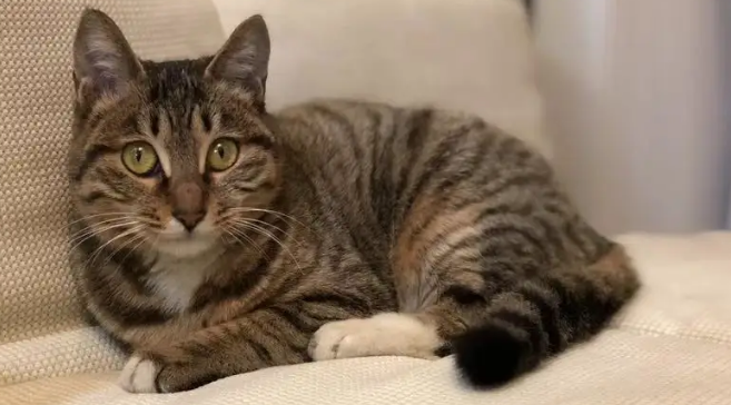 想知道麻猫是什么品种的猫?来这了解一下! 想知道麻猫是什么品种的猫?来这了解一下!