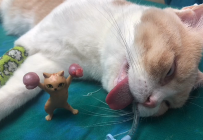 猫咪如果内脏那些出血会怎么样 猫咪如果内脏那些出血会怎么样