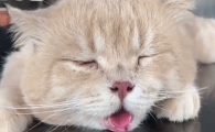 猫咪热的时候吐舌头呼吸急促怎么办