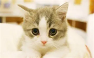 猫得了猫癣抹什么药膏效果好
