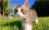 可以给猫吃什么肉