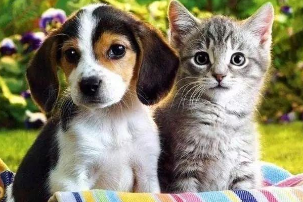 养猫和养狗哪个好