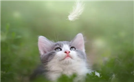 猫毛会吸到肺里去吗?