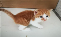 两个月的猫突然吐了怎么回事